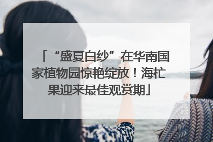 “盛夏白纱”在华南国家植物园惊艳绽放！海杧果迎来最佳观赏期
