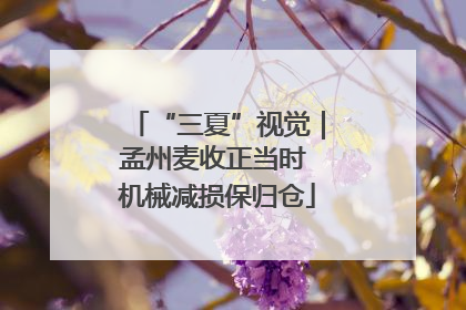 “三夏”视觉｜孟州麦收正当时 机械减损保归仓