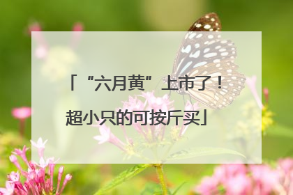 “六月黄”上市了！超小只的可按斤买