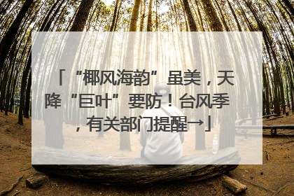 “椰风海韵”虽美，天降“巨叶”要防！台风季，有关部门提醒→
