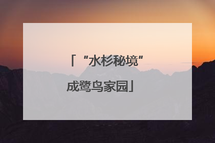 “水杉秘境”成鹭鸟家园
