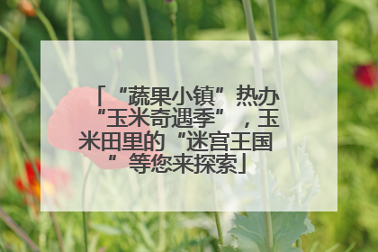 “蔬果小镇”热办“玉米奇遇季”，玉米田里的“迷宫王国”等您来探索