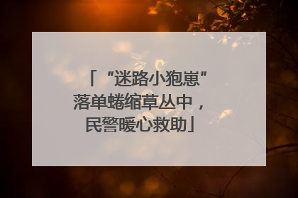 “迷路小狍崽”落单蜷缩草丛中，民警暖心救助