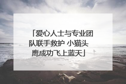 爱心人士与专业团队联手救护 小猫头鹰成功飞上蓝天