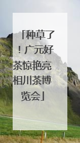 种草了！广元好茶惊艳亮相川茶博览会