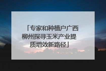 专家和种植户广西柳州探寻玉米产业提质增效新路径