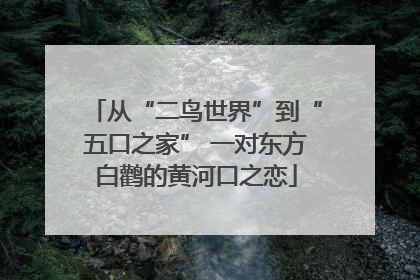 从“二鸟世界”到“五口之家” 一对东方白鹳的黄河口之恋
