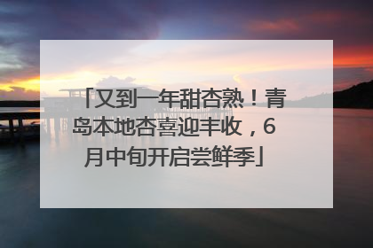 又到一年甜杏熟！青岛本地杏喜迎丰收，6月中旬开启尝鲜季