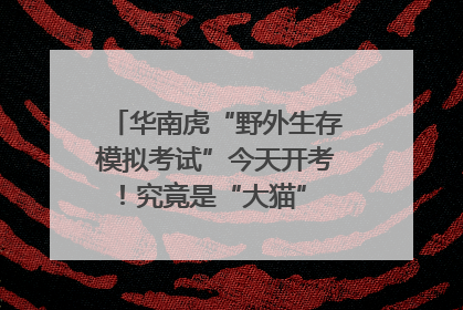 华南虎“野外生存模拟考试”今天开考！究竟是“大猫” 还是顶级猎食者？