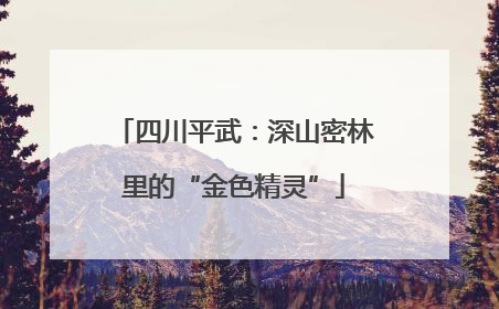四川平武：深山密林里的“金色精灵”
