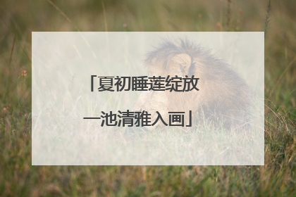 夏初睡莲绽放 一池清雅入画