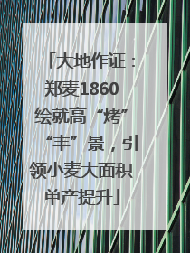 大地作证：郑麦1860绘就高“烤”“丰”景，引领小麦大面积单产提升