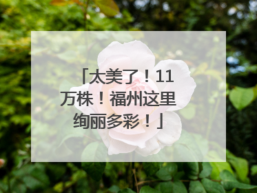 太美了！11万株！福州这里绚丽多彩！
