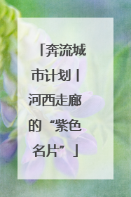 奔流城市计划丨河西走廊的“紫色名片”