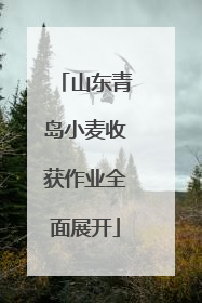 山东青岛小麦收获作业全面展开