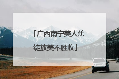 广西南宁美人蕉绽放美不胜收