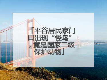 平谷居民家门口出现“怪鸟”，竟是国家二级保护动物