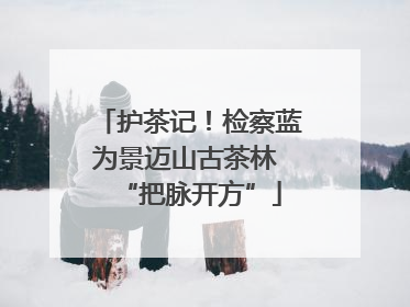 护茶记！检察蓝为景迈山古茶林 “把脉开方”