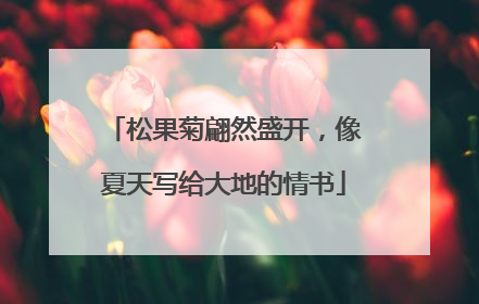 松果菊翩然盛开，像夏天写给大地的情书