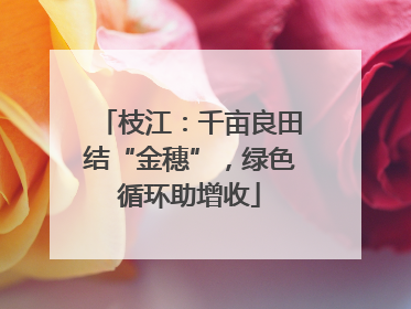 枝江：千亩良田结“金穗”，绿色循环助增收