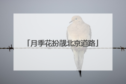 月季花扮靓北京道路