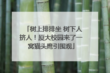 树上排排坐 树下人挤人！厦大校园来了一窝猫头鹰引围观