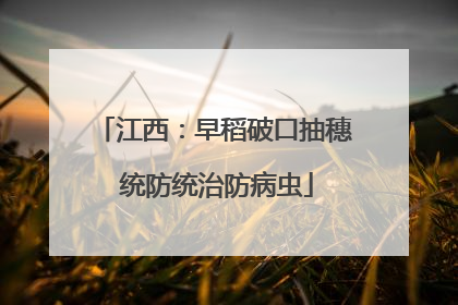 江西：早稻破口抽穗 统防统治防病虫