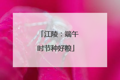 江陵：端午时节种好粮