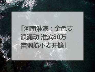 河南淮滨：金色麦浪涌动 淮滨80万亩弱筋小麦开镰