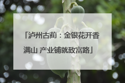 泸州古蔺：金银花开香满山 产业铺就致富路