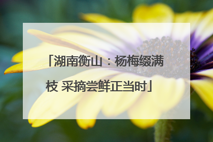 湖南衡山：杨梅缀满枝 采摘尝鲜正当时