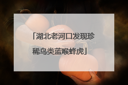 湖北老河口发现珍稀鸟类蓝喉蜂虎