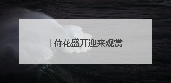 荷花盛开迎来观赏期！济南这12处赏花地你可知？
