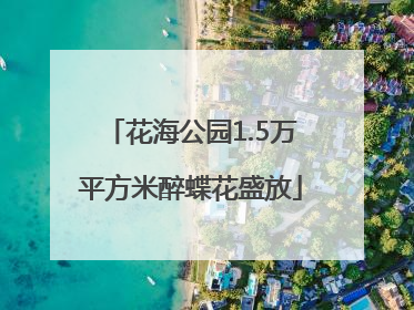 花海公园1.5万平方米醉蝶花盛放