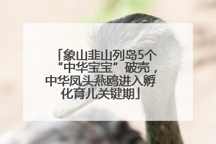 象山韭山列岛5个“中华宝宝”破壳，中华凤头燕鸥进入孵化育儿关键期