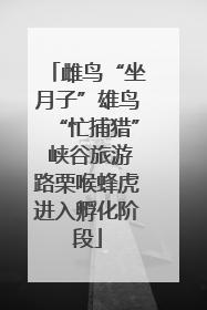 雌鸟“坐月子”雄鸟“忙捕猎” 峡谷旅游路栗喉蜂虎进入孵化阶段