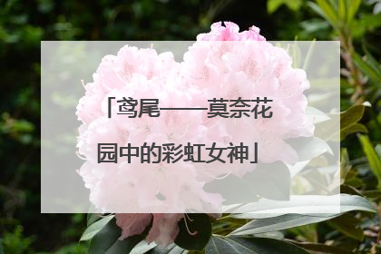 鸢尾——莫奈花园中的彩虹女神