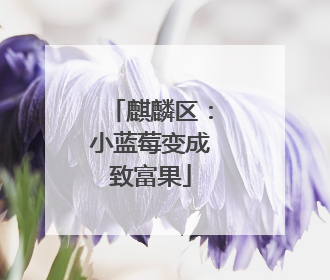 麒麟区：小蓝莓变成致富果