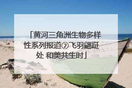 黄河三角洲生物多样性系列报道②飞羽翩跹处 和美共生时