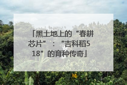 黑土地上的“春耕芯片”：“吉科稻518”的育种传奇