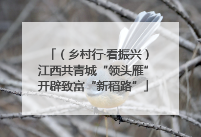 （乡村行·看振兴）江西共青城“领头雁”开辟致富“新稻路”